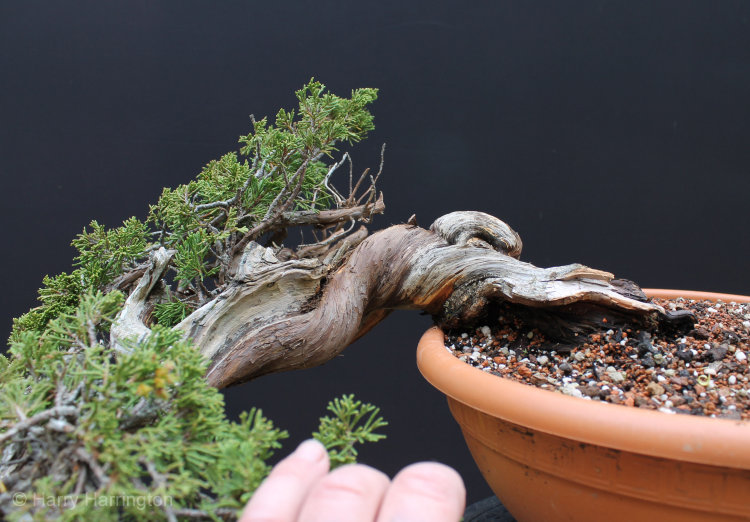 juniper bonsai deadwood
